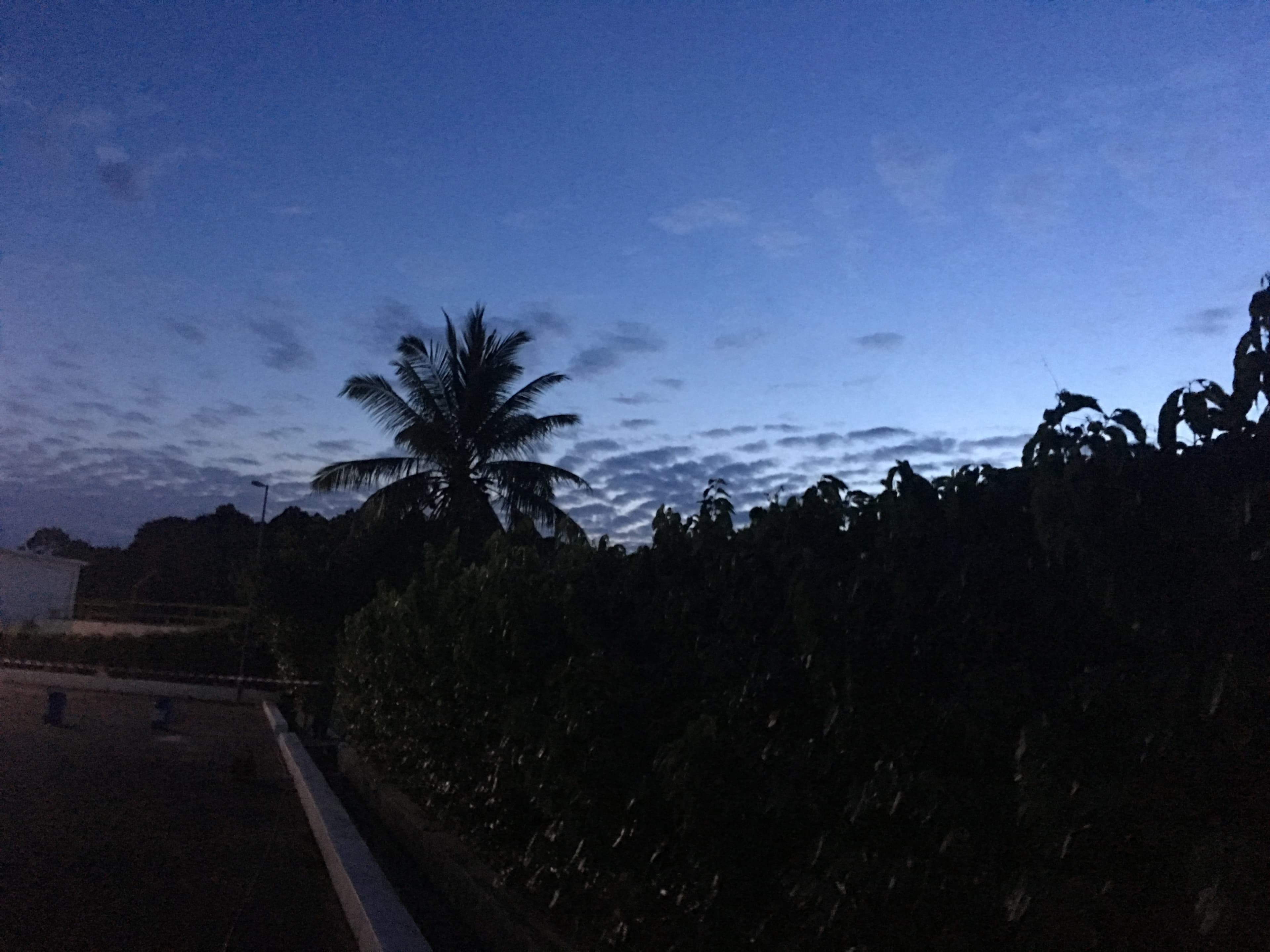 A palm tree silhouetted against the sky and reflected in still water at Desaru